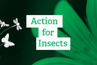 Action for Insects