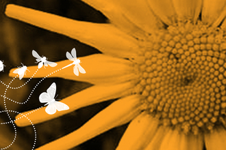 Yellow flower with white insects graphics flying