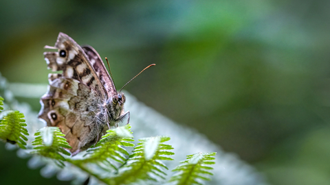 Butterfly at Faith Marriott