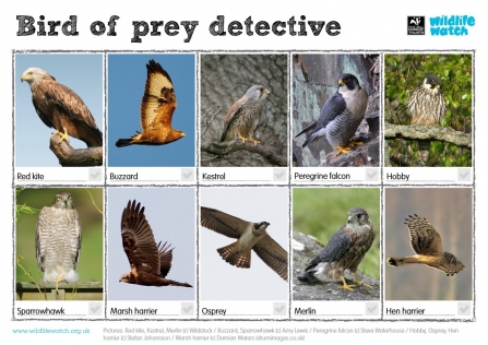 Bird of Prey Wildlife Watch spotting guide.