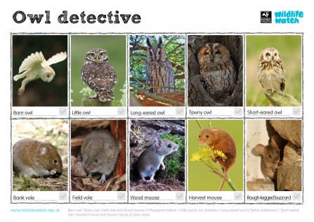 Owls Wildlife Watch Spotting sheet