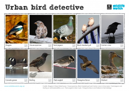 Urban Birds Wildlife Watch Spotting sheet