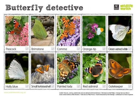 Butterfly detective Wildlife Watch spotting sheet updated