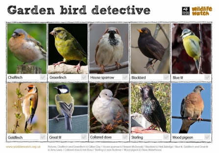 Garden Bird Detective Wildife Watch spotting sheet