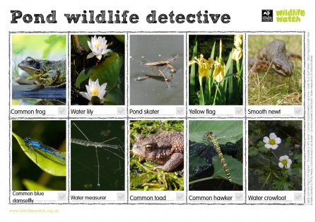 Pond Wildlfie Detective Wildife Watch spotting sheet