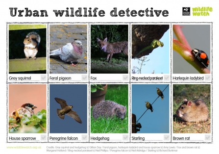 Urban Wildlife detective Wildlife Watch spotting sheet updated