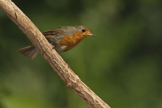 Robin