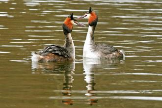 Great Crested Grebe cpt John Smith