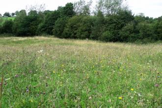 Teversal Pastures site visit 2010 NottsWT