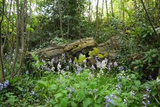 Woodthorpe Meadow Notts WT cpt Mark Lindsay