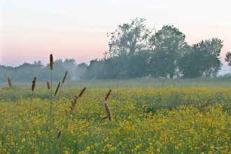 Meadow Nottinghamshire Wildlife Trust Scott Tilley