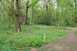 Sharphill Wood