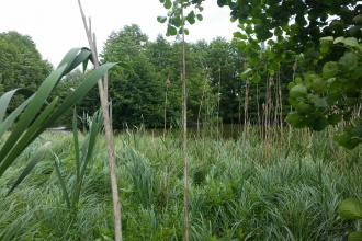 Lambley Reed Pond