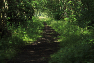 Wilwell Farm Cutting woodland path