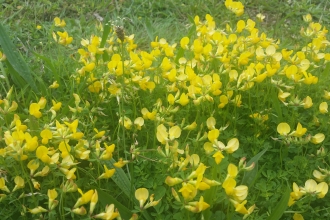 Birds foot trefoil at Beacon Hill Conservation Park