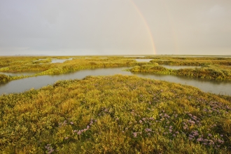 Rainbow over Salt Marsh