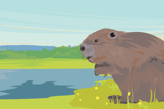 Beaver appeal landscape