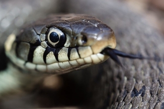 Baby grass snake at Muddy Forks