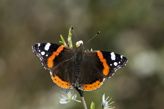 Red admiral butterfly