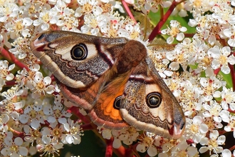 Emperor Moth credit Roger Freestone