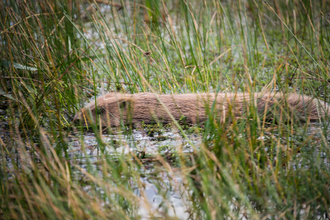 Beaver swimming