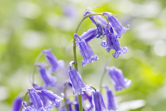 Bluebells credit Al Greer