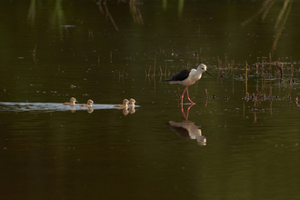 A black-winged stilt wading through a pool on its long, pink legs, with four small chicks swimming along behind it