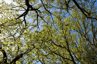 Spring canopy woodland