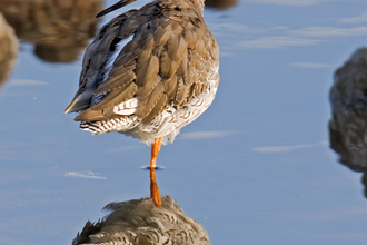 Redshank in Flock