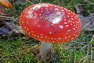 Red mushroom with white sports