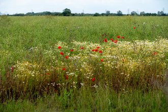 Expansive field with red and white flowers in foreground