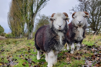 Two herdwick sheep