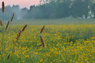 Wet Meadow