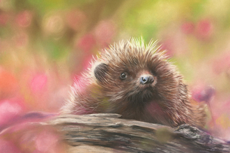 Painting of hedgehog