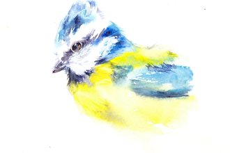 Blue tit watercolour