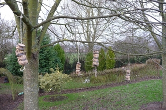 Bird feeders hanging from tree