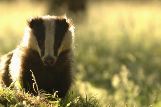 Badger