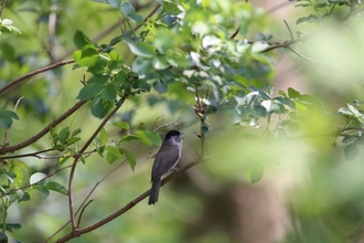 Black Cap Bird on branch in Colwick Woods