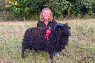 Hebridean lamb ram with handler