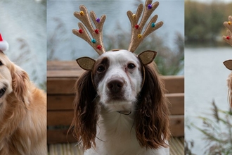 Dog portraits with reindeer ears and Santa hats