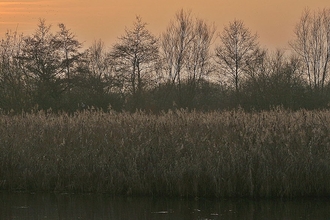 Trees at sunset by water