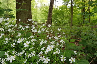 Flowers at Ploughman Wood