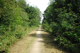 Pathway with bushes and shrubbery on either side