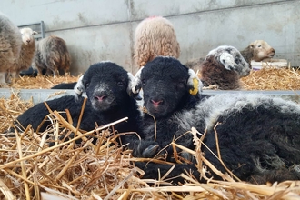 Two Herdwick lambs lying in the hay