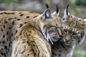 Two lynxes cuddling