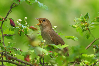 Bird in a bush singing