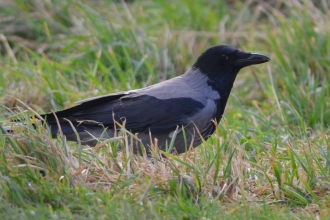 Hooded Crow