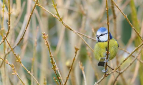 Blue tit Notts WT cpt Amy Lewis