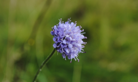 Scabious Wildnet cpt Amy Lewis wildlifetrusts_40330954546