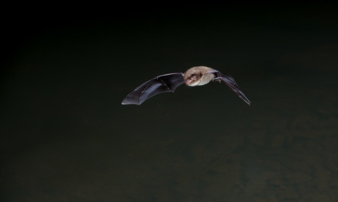 Daubentons Bat Wildnet cpt Dale Sutton wildlifetrusts_40572855937